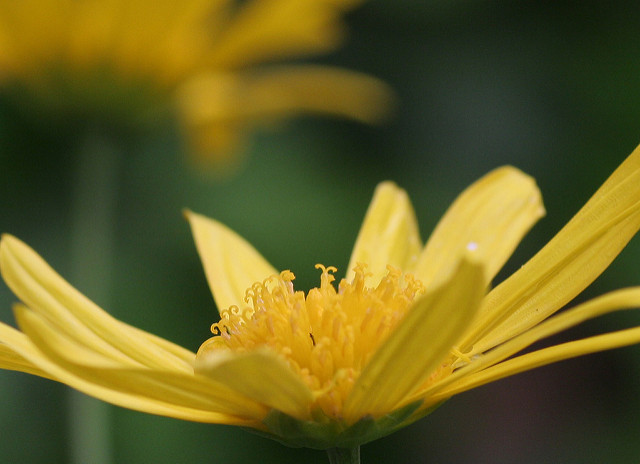 Euryops pectiné