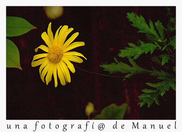 Euryops pectiné
