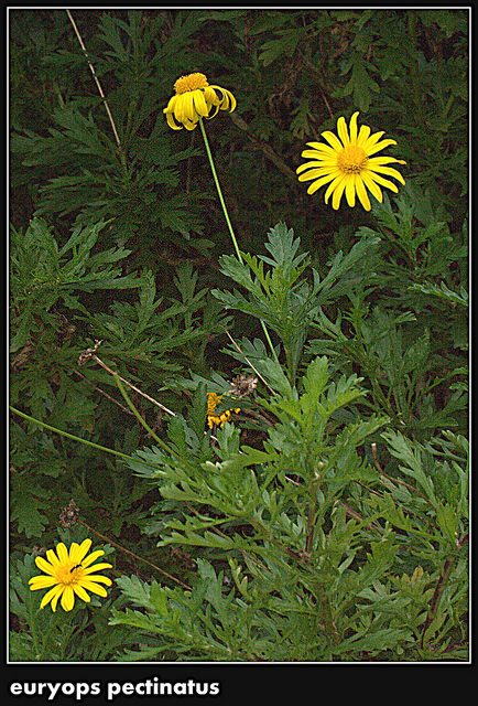 Euryops pectiné