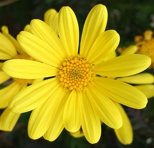 Euryops pectiné (Euryops pectinatus)