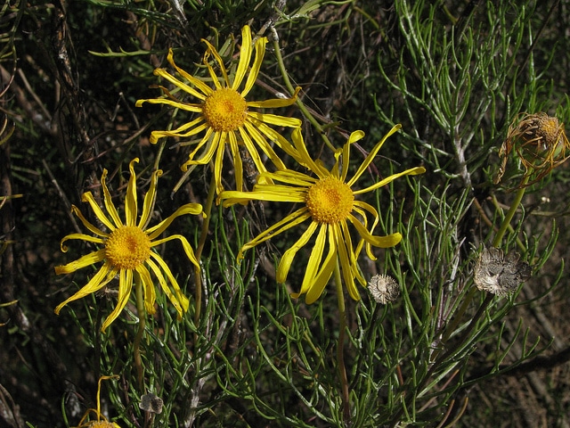 Euryops speciosissimus