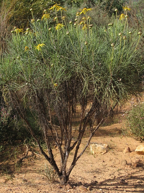 Euryops speciosissimus