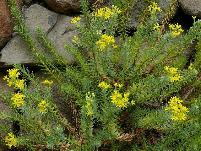 Euryops tysonii