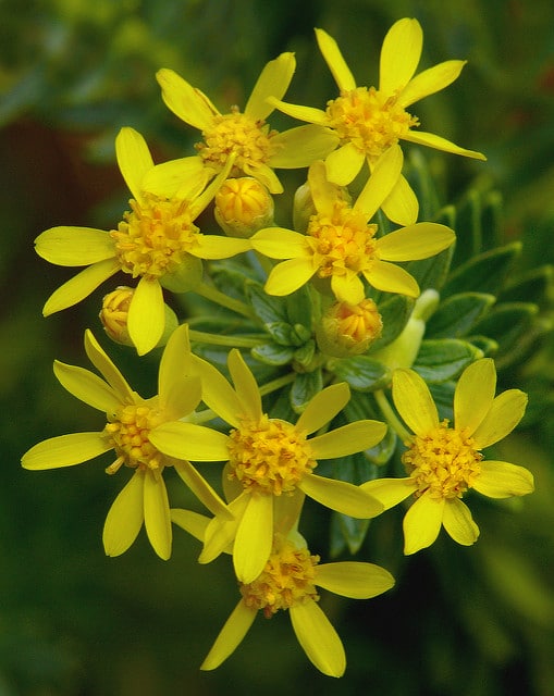 Euryops tysonii
