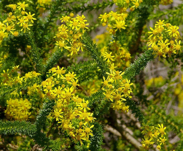 Euryops virgineus