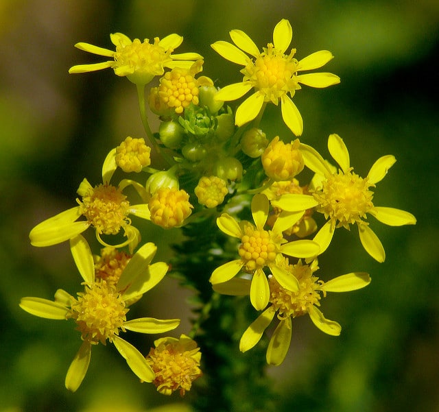 Euryops virgineus