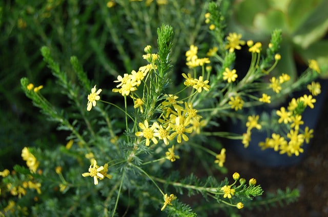 Euryops virgineus