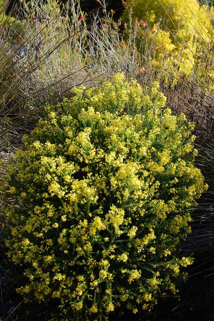 Euryops virgineus