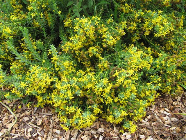 Euryops virgineus