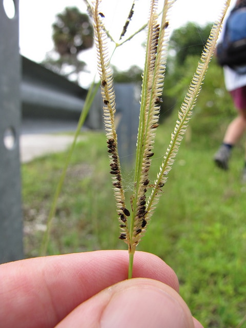 Eustachys petraea