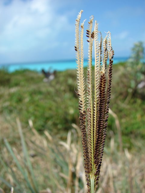 Eustachys petraea