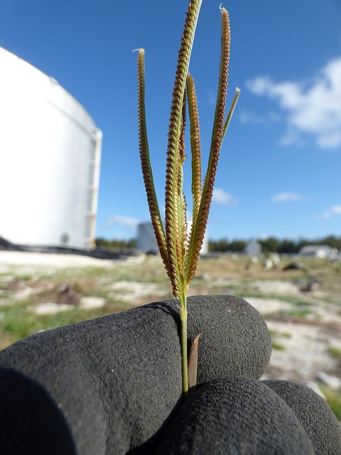 Eustachys petraea