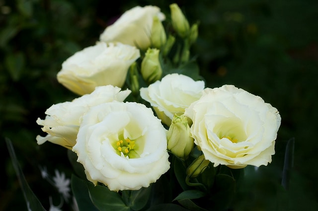 Eustoma exaltatum