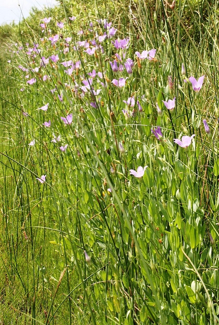 Eustoma exaltatum