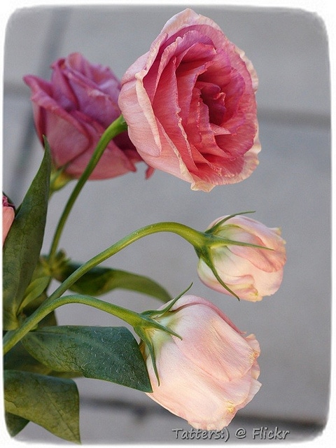 Eustoma exaltatum