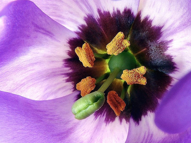 Eustoma à grandes fleurs