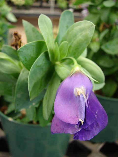 Eustoma à grandes fleurs