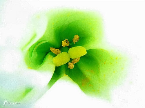 Eustoma à grandes fleurs