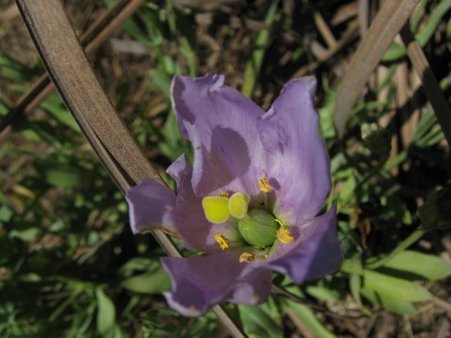 Eustoma à grandes fleurs