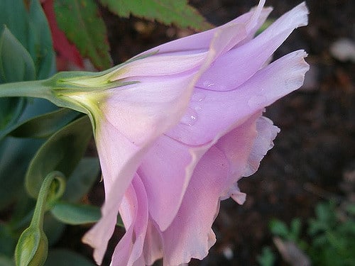Eustoma à grandes fleurs