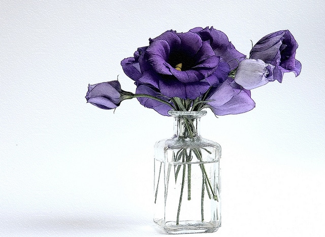 Eustoma à grandes fleurs (Eustoma grandiflorum)