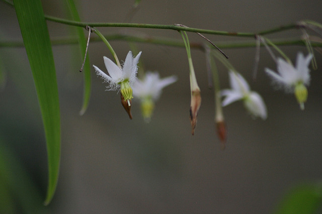 Eustrephus latifolius