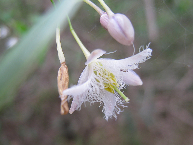 Eustrephus latifolius