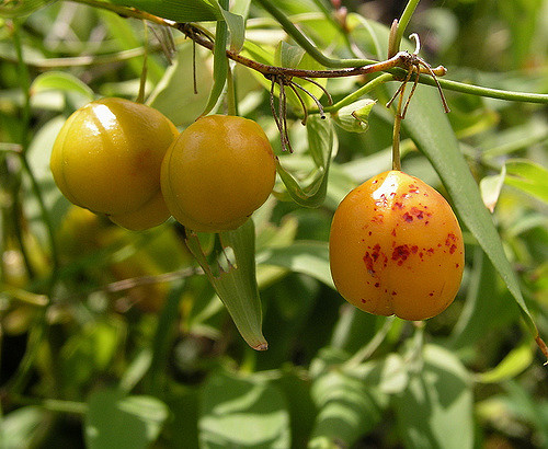 Eustrephus latifolius