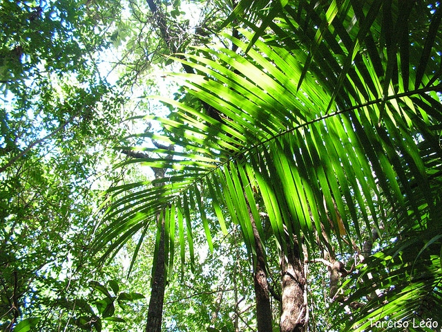 Euterpe edulis