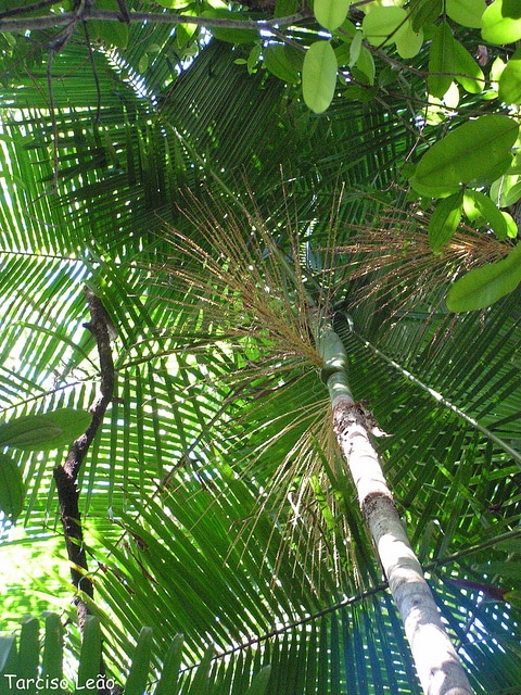 Euterpe edulis