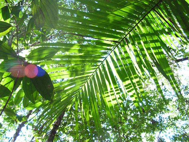 Euterpe edulis