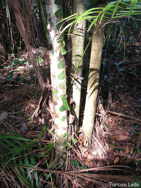 Euterpe edulis