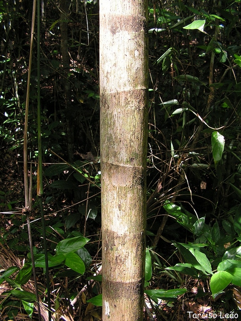 Euterpe edulis