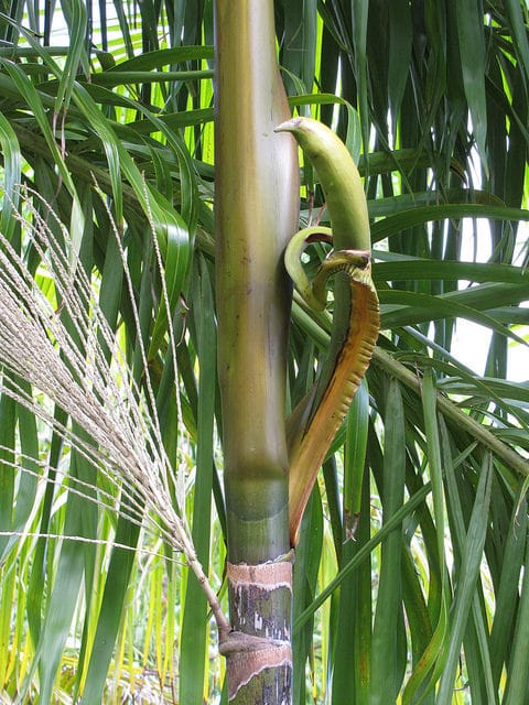 Açaï