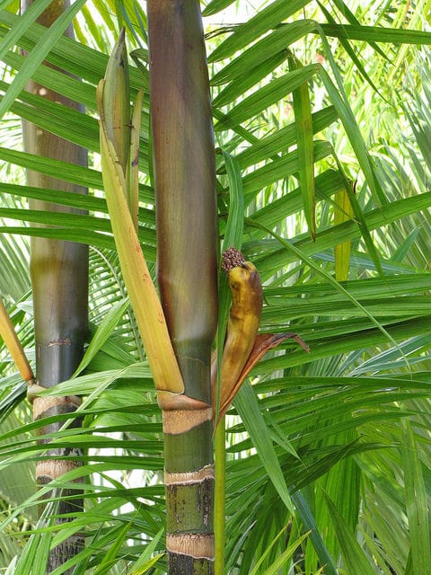 Açaï