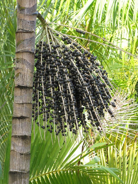 Açaï
