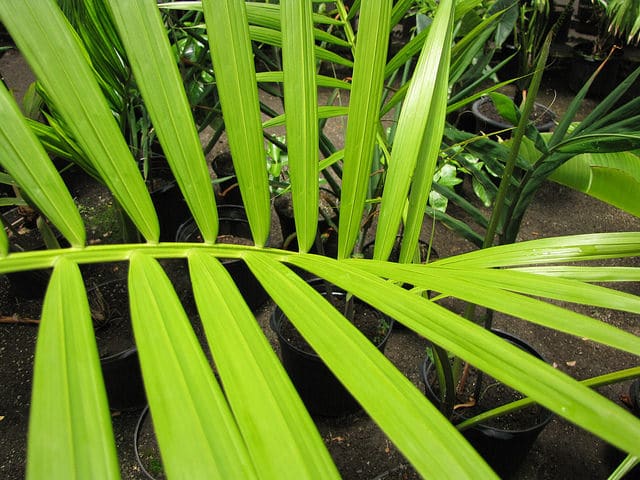 Açaï