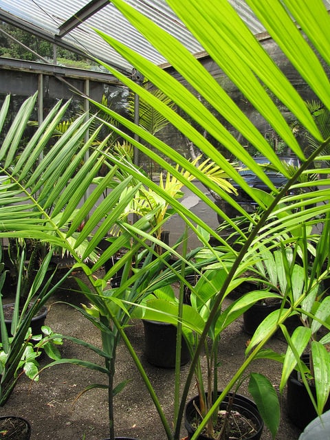 Açaï
