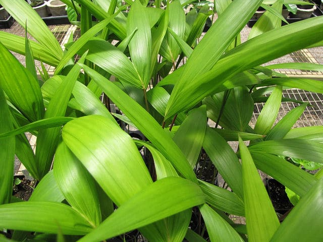 Açaï (Euterpe oleracea)