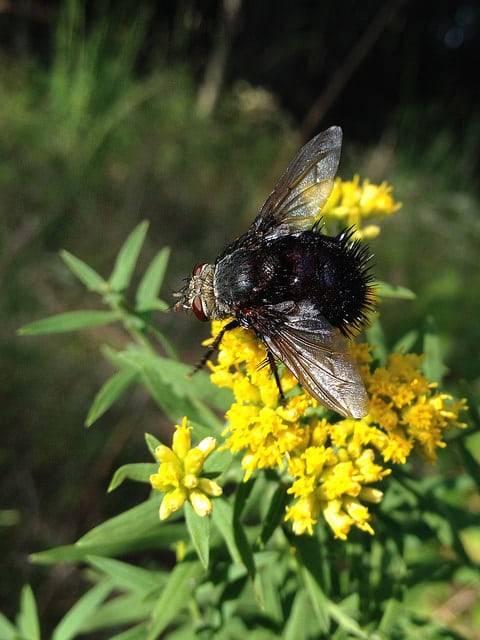 Euthamia graminifolia (Euthamia graminifolia)