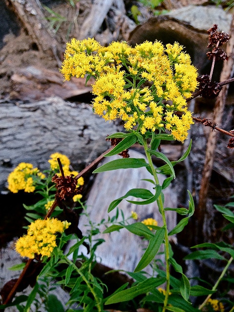 Euthamia graminifolia