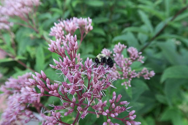 Eutrochium dubium (Eutrochium dubium)