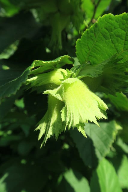 Eutrochium dubium