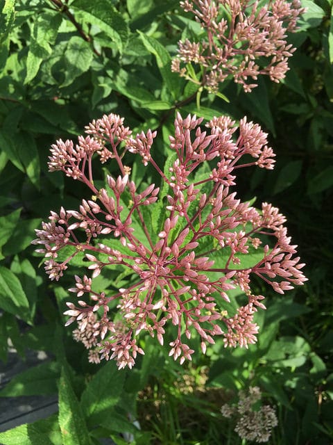 Eutrochium dubium