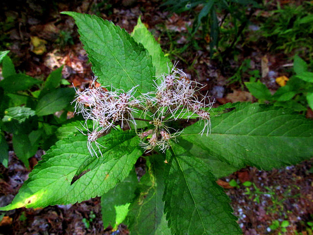 Eutrochium dubium