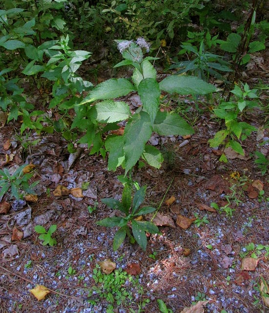 Eutrochium dubium