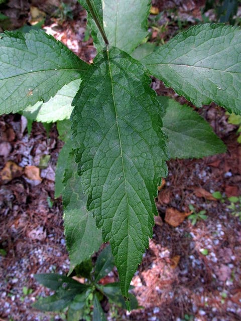 Eutrochium dubium