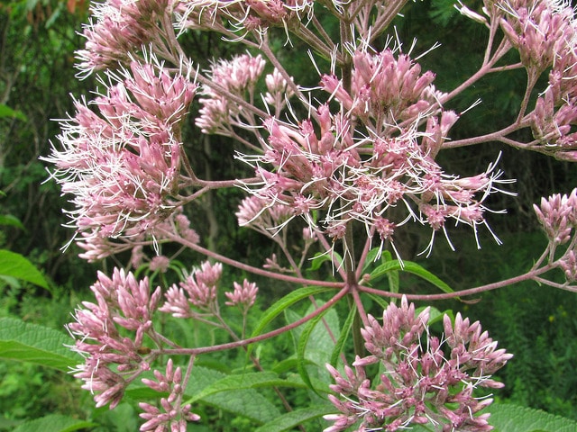 Eupatorium fistulosum