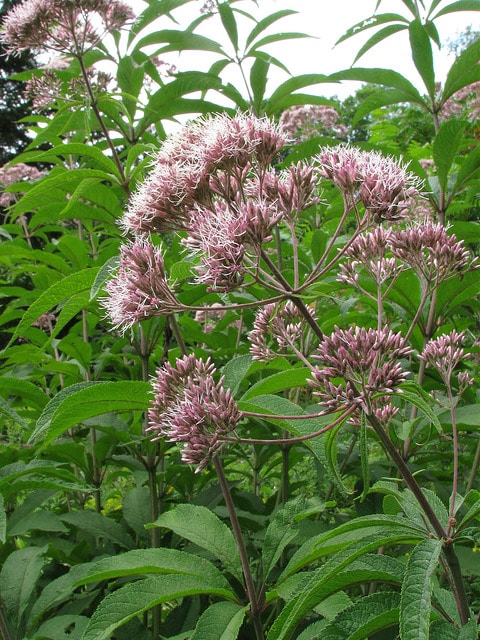 Eupatorium fistulosum