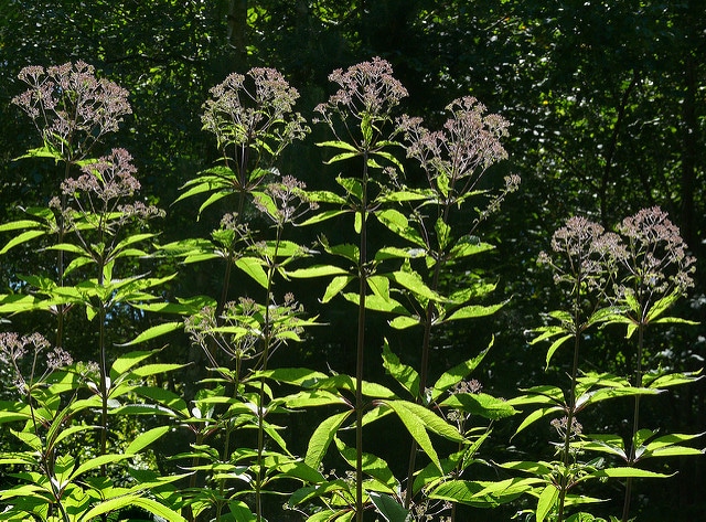 Eupatorium fistulosum